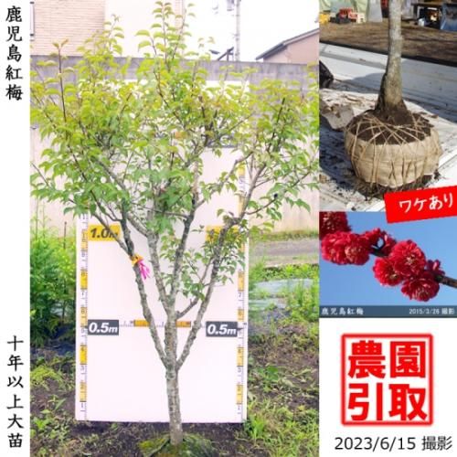 【順次引渡中】大苗◇ウメ(花梅