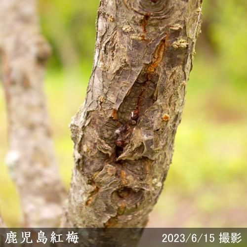 【順次引渡中】大苗◇ウメ(花梅