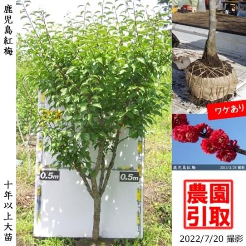 【順次引渡中】大苗◇ウメ(花梅