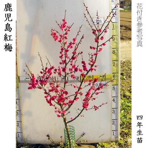 【順次引渡中】大苗◇ウメ(花梅