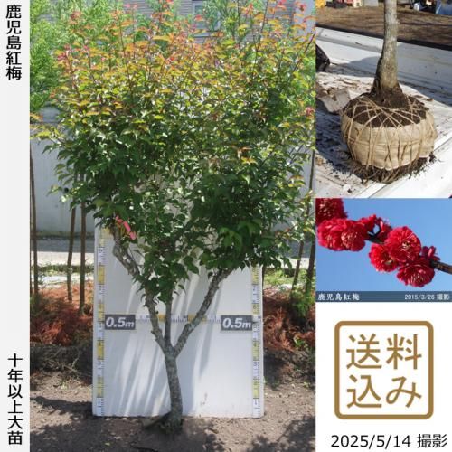 <img class='new_mark_img1' src='https://img.shop-pro.jp/img/new/icons14.gif' style='border:none;display:inline;margin:0px;padding:0px;width:auto;' />ͽʡġ() (ޤФ)[Ϸ 2012ǯ:3L]緿