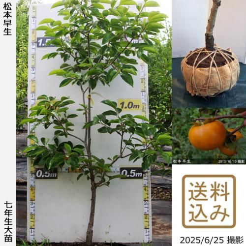 <img class='new_mark_img1' src='https://img.shop-pro.jp/img/new/icons14.gif' style='border:none;display:inline;margin:0px;padding:0px;width:auto;' />2025ǯͽʡġ(ų)(ޤĤȤ碌)[Ϸ 2019ǯ:M]