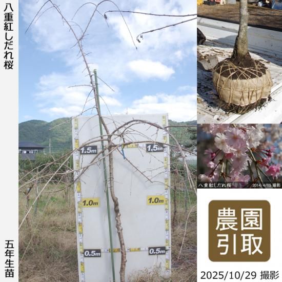 【順次引渡中】大苗◇サクラ(桜