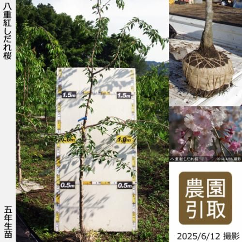 【順次引渡中】大苗◇サクラ(桜