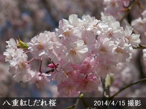 【順次引渡中】大苗◇サクラ(桜