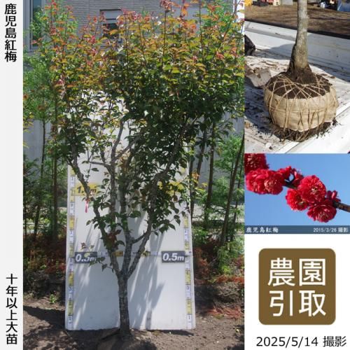 <img class='new_mark_img1' src='https://img.shop-pro.jp/img/new/icons14.gif' style='border:none;display:inline;margin:0px;padding:0px;width:auto;' />ͽʡġ() (ޤФ)[Ϸ 2012ǯ:3L]Τ
