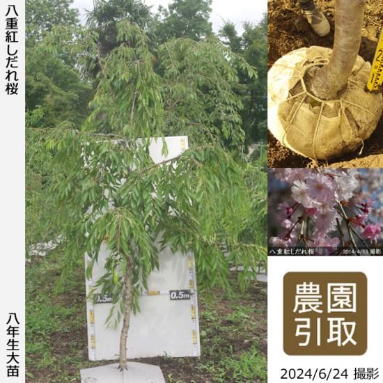 【順次引渡中】大苗◇サクラ(桜