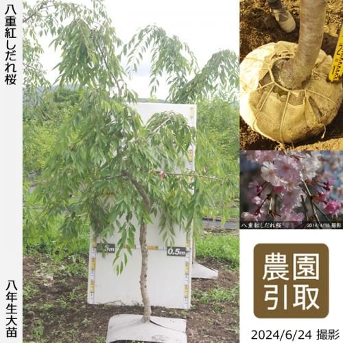 【順次引渡中】大苗◇サクラ(桜