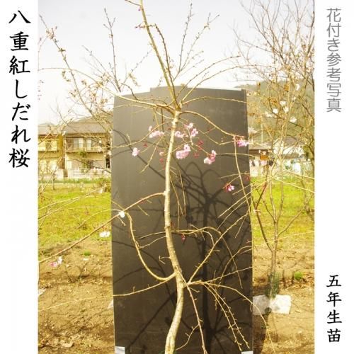 【順次引渡中】大苗◇サクラ(桜