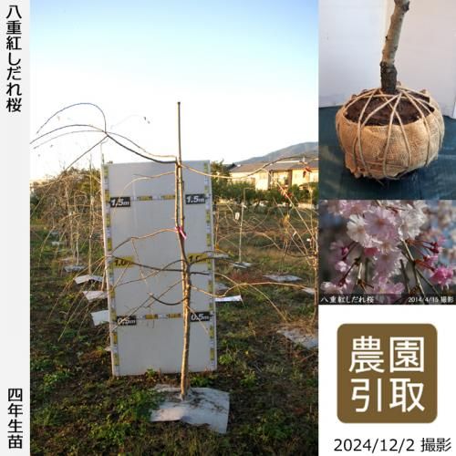 【2025年度予約商品】大苗◇