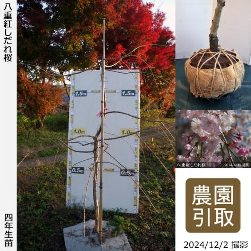 八重紅しだれ桜 サクラ 桜 しだれ桜の大苗 果樹苗 大苗 苗木販売の隅田農園 京都丹波