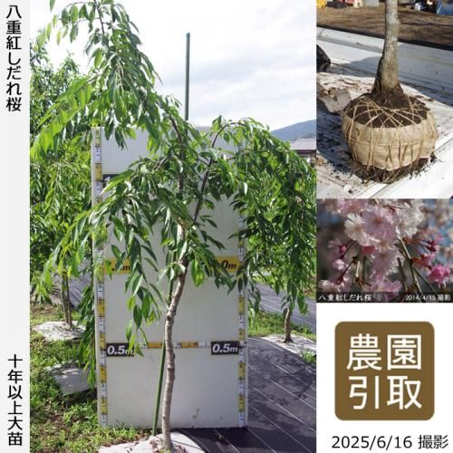 <img class='new_mark_img1' src='https://img.shop-pro.jp/img/new/icons14.gif' style='border:none;display:inline;margin:0px;padding:0px;width:auto;' />2025ǯͽʡġ() ȬŹȤ[Ϸ 2021ǯ:3L(high)]Τ