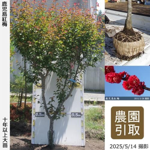 <img class='new_mark_img1' src='https://img.shop-pro.jp/img/new/icons14.gif' style='border:none;display:inline;margin:0px;padding:0px;width:auto;' />ͽʡġ() (ޤФ)[Ϸ 2013ǯ:4L]Τ