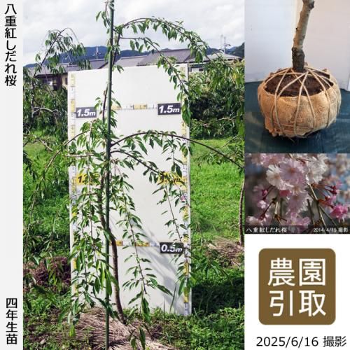 <img class='new_mark_img1' src='https://img.shop-pro.jp/img/new/icons14.gif' style='border:none;display:inline;margin:0px;padding:0px;width:auto;' />2025ǯͽʡġ() ȬŹȤ[Ϸ 2022ǯ:LL]Τ