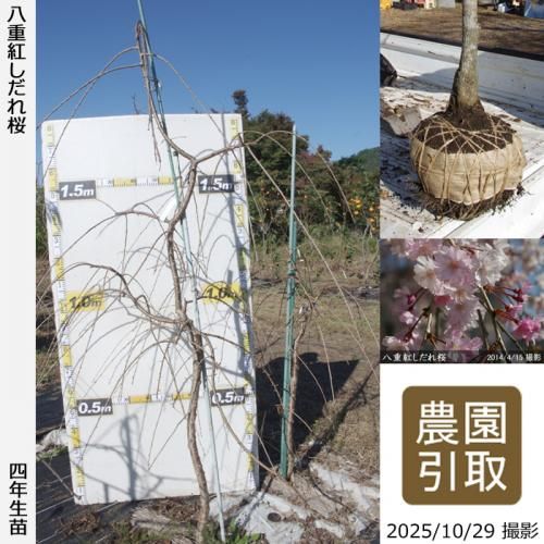 ڽ缡ġ() ȬŹȤ[Ϸ 2022ǯ:LL]Τ