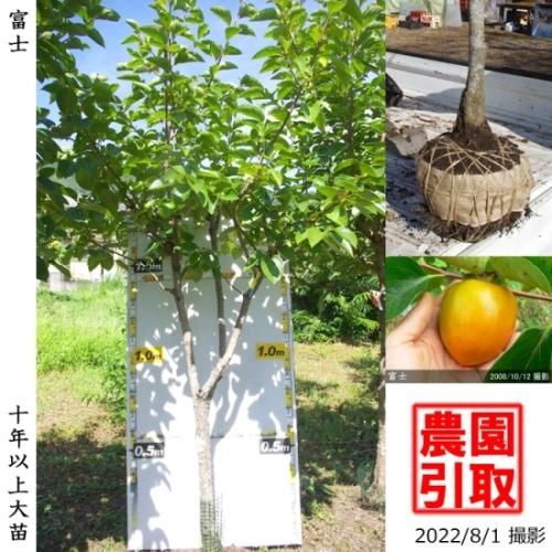 【順次引渡中】大苗◇カキ(渋柿
