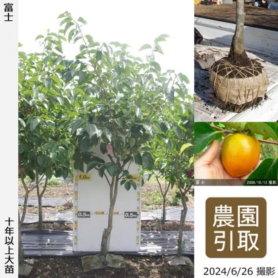 【順次引渡中】大苗◇カキ(渋柿