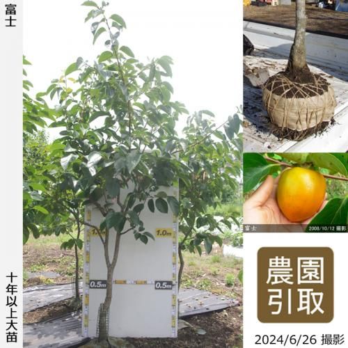 【順次引渡中】大苗◇カキ(渋柿
