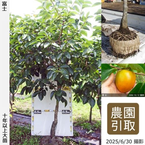 ͽʡġ(³)ٻ(դ)[Ϸ 2012ǯ:3L]ռӡΤ