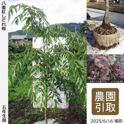 <img class='new_mark_img1' src='https://img.shop-pro.jp/img/new/icons14.gif' style='border:none;display:inline;margin:0px;padding:0px;width:auto;' />2025ǯͽʡġ() ȬŹȤ[Ϸ 2021ǯ:LL]Τ
