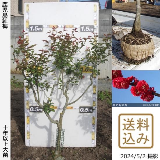 【順次出荷中】大苗◇ウメ(花梅