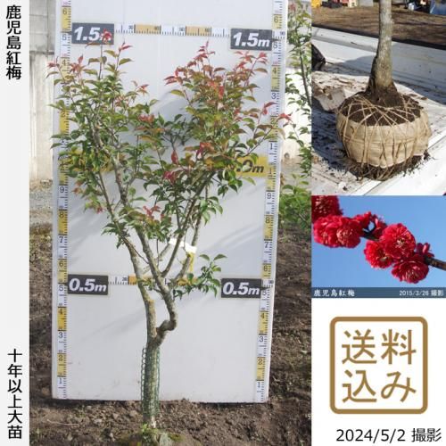 【順次出荷中】大苗◇ウメ(花梅