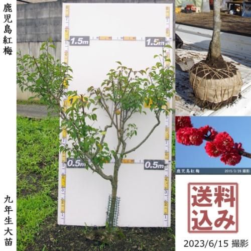 【順次出荷中】大苗◇ウメ(花梅