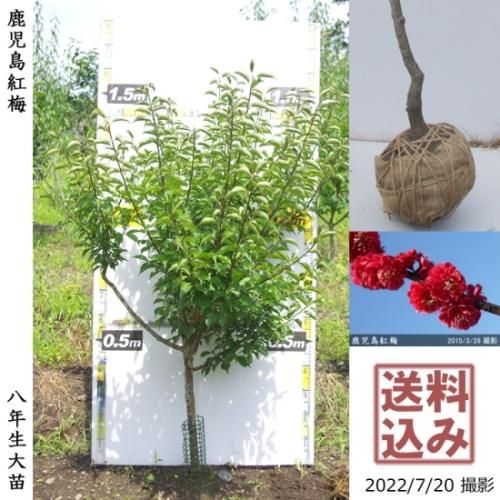 【順次出荷中】大苗◇ウメ(花梅