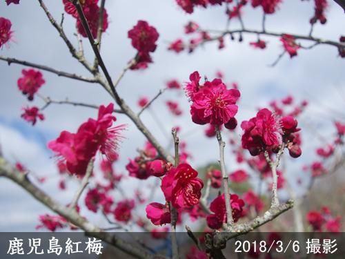 【順次出荷中】大苗◇ウメ(花梅