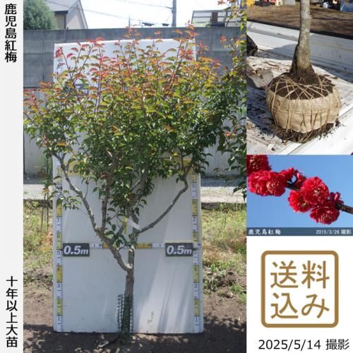 <img class='new_mark_img1' src='https://img.shop-pro.jp/img/new/icons14.gif' style='border:none;display:inline;margin:0px;padding:0px;width:auto;' />ͽʡġ() (ޤФ)[Ϸ 2015ǯ:M]緿