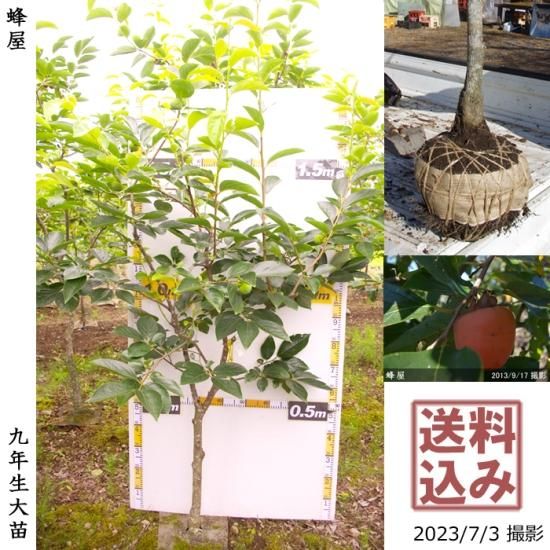 ハナモモ 花桃 しだれ源平桃 しだれげんぺいもも 地掘大苗 記念樹 果樹苗 大苗 苗木販売の隅田農園 京都亀岡 ハナモモ 花桃 しだれ源平桃 しだれげんぺいもも 地掘大苗 記念樹 果樹苗 大苗 苗木販売の隅田農園 京都亀岡