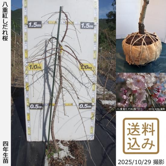 �ڽ缡�в�������ġ�������(��