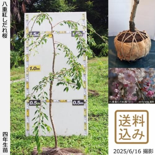 �ڽ缡�в�������ġ�������(��