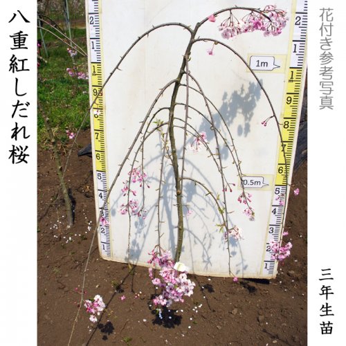 サクラ(桜) 八重紅しだれ桜の地掘大苗 - 果樹苗・大苗・苗木販売の隅田農園@京都亀岡