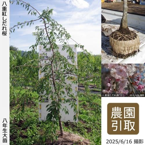 <img class='new_mark_img1' src='https://img.shop-pro.jp/img/new/icons14.gif' style='border:none;display:inline;margin:0px;padding:0px;width:auto;' />2025ǯͽʡġ() ȬŹȤ[Ϸ 2018ǯ:LL(high)]Τ