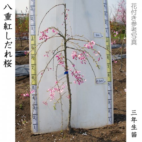 サクラ(桜) 八重紅しだれ桜の地掘大苗 - 果樹苗・大苗・苗木販売の隅田農園@京都亀岡