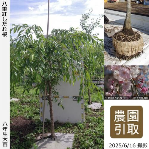 <img class='new_mark_img1' src='https://img.shop-pro.jp/img/new/icons14.gif' style='border:none;display:inline;margin:0px;padding:0px;width:auto;' />2025ǯͽʡġ() ȬŹȤ[Ϸ 2018ǯ:LL]Τ