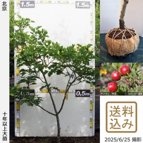 【2025年度予約商品】大苗◇