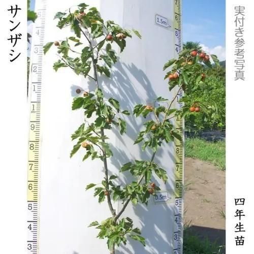 【2025年度予約商品】大苗◇