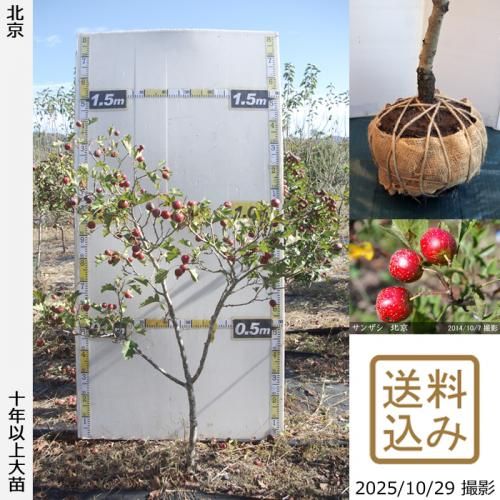 2025ǯͽʡġ󥶥() ̵[Ϸ 2016ǯ:S]ռӡ