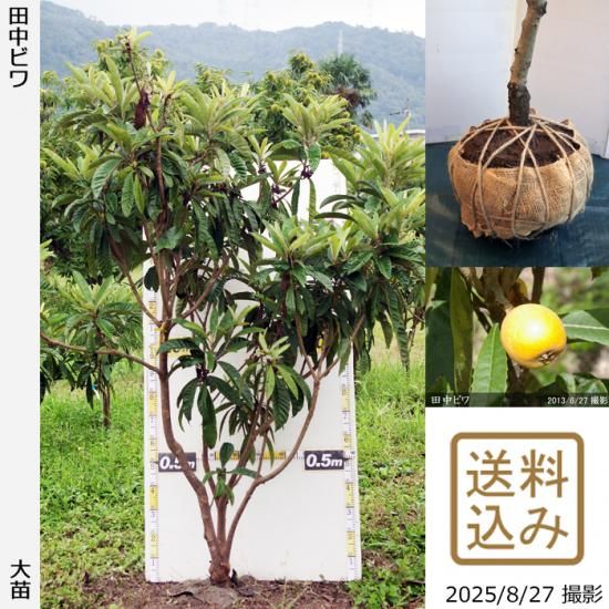 【2025年度予約商品】大苗◇