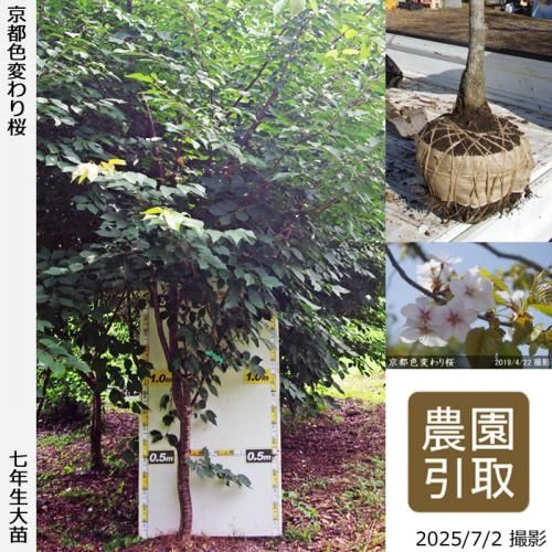 <img class='new_mark_img1' src='https://img.shop-pro.jp/img/new/icons14.gif' style='border:none;display:inline;margin:0px;padding:0px;width:auto;' />2025ǯͽʡġ() ԿѤ[Ϸ 2019ǯ:7L(high)]Τ
