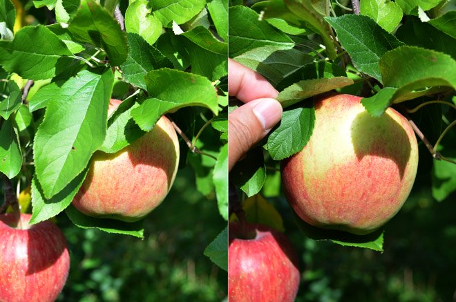 葉っぱと取らないので色むらはありますが、葉っぱから栄養が収穫までしっかりと供給されるので味の濃いりんごになります。