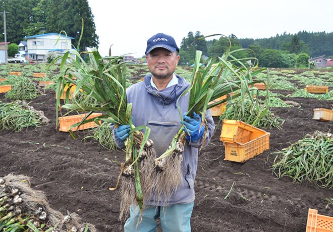 青森にんにくの収穫は梅雨時期の６月下旬。雨の合間をみての収穫となります。
