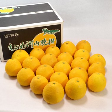無農薬オレンジ河内晩柑❣️甘いっ❣️めちゃくちゃジューシー❣️家庭用80サイズBOX