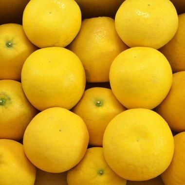 メーカー 一覧 送料無料）天草晩柑(河内晩柑)A品サイズ混合8－10kg箱満杯 果物
