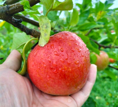 特別栽培認証農園のサンふじりんご 秋田りんご 果実庵とざわ 有機栽培りんご 農薬不使用りんご