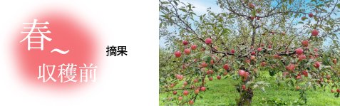 特別栽培認証農園のサンふじりんご　秋田りんご　果実庵とざわ 有機栽培りんご　農薬不使用りんご