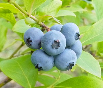 農薬・化学肥料不使用の特別栽培ブルーベリー果実