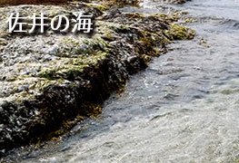 佐井の海